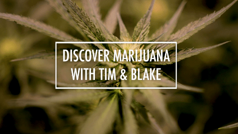 discover marijuana