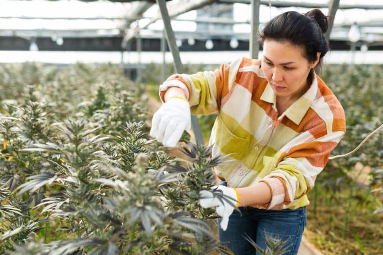 Yes, Professional Cannabis Certification Is a Thing